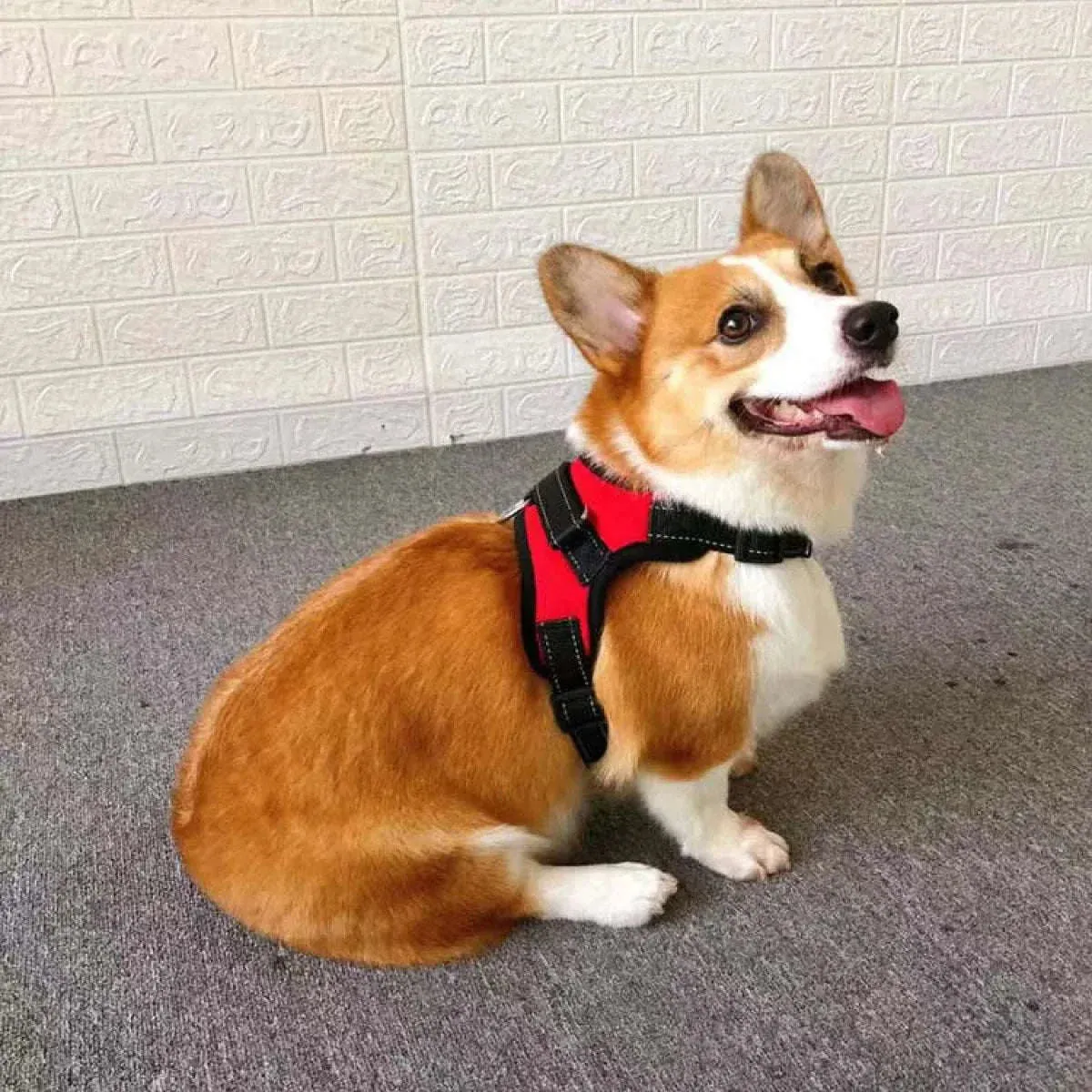 Adjustable Dog Harness