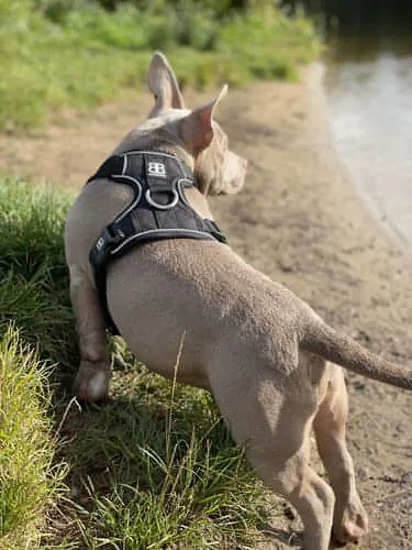 Bully Billows Premium Dog Harness v 2.0 - Black