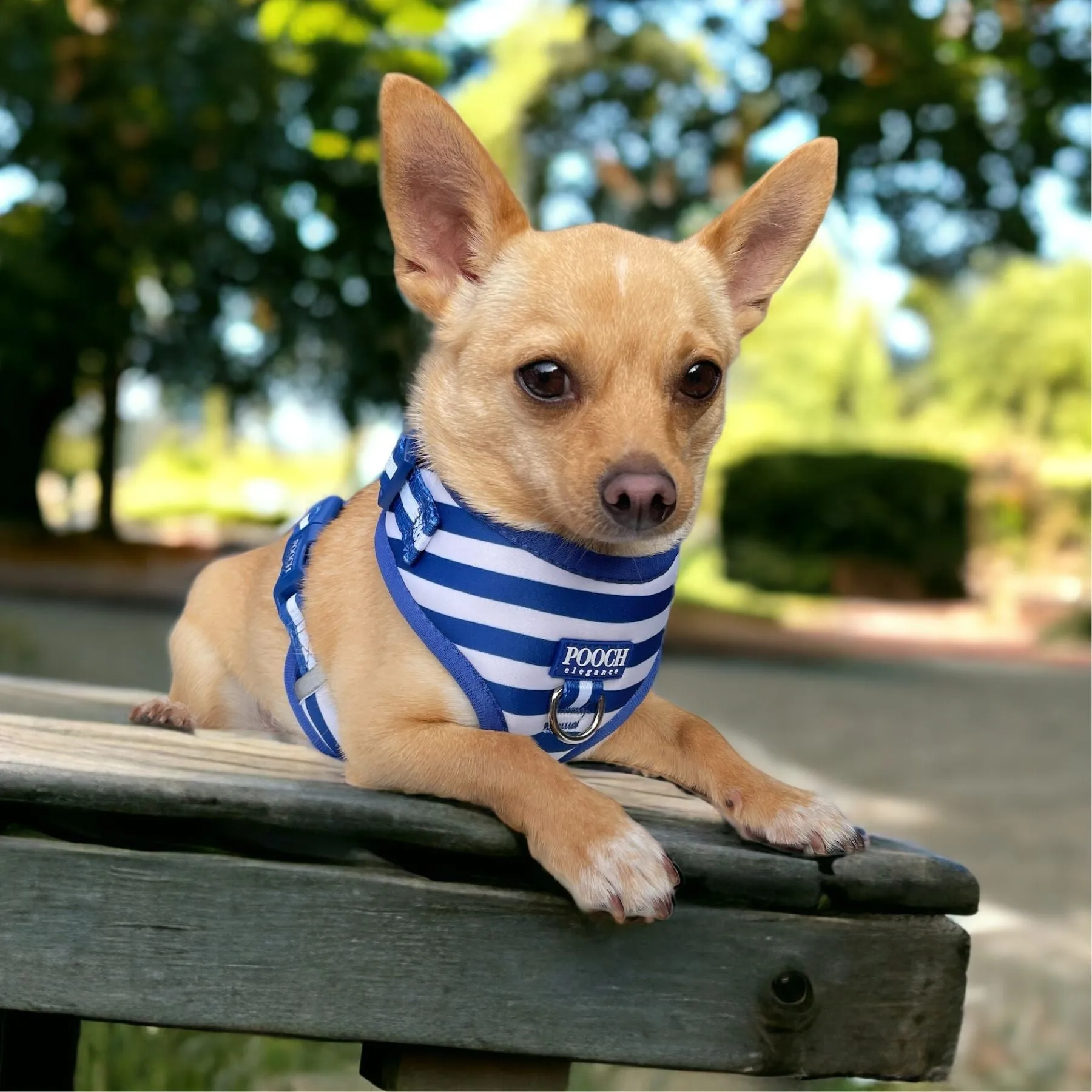 Carnival Stripe - Royal Blue Adjustable Harness