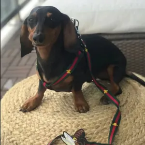 Dachshund Bee Harness & Leash Set