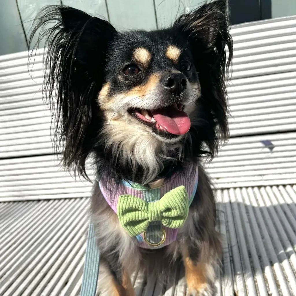 Dog Adjustable Harness - Cotton Candy Corduroy