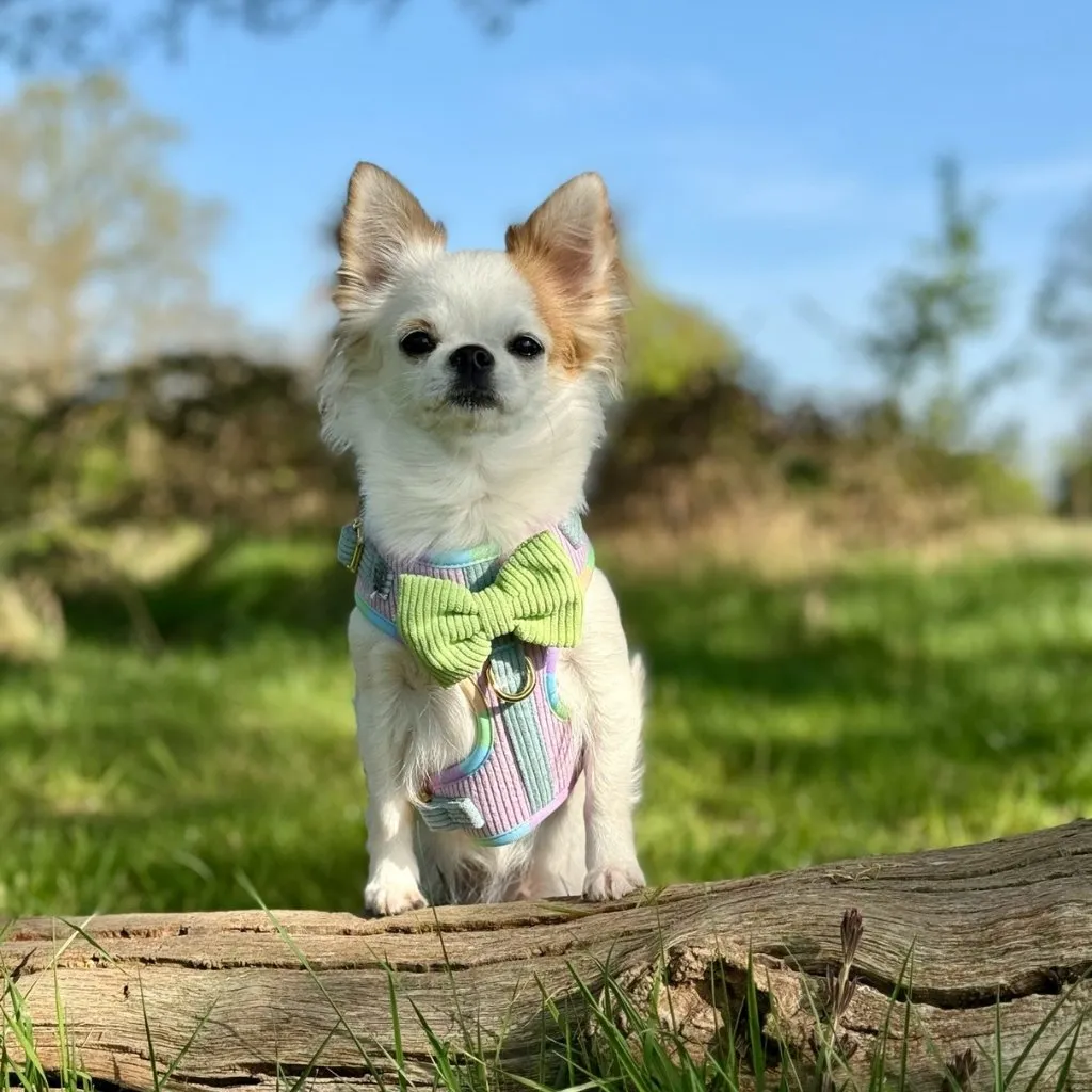 Dog Adjustable Harness - Cotton Candy Corduroy