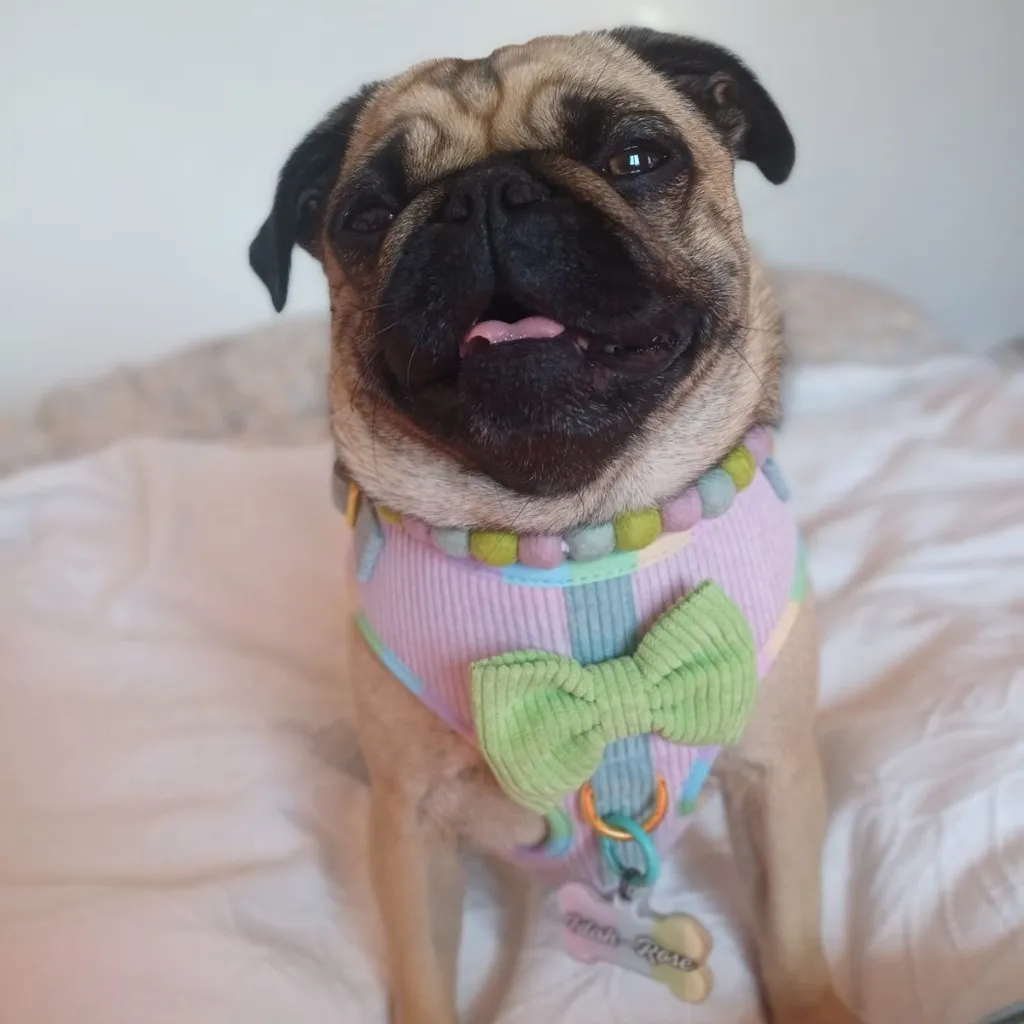 Dog Adjustable Harness - Cotton Candy Corduroy