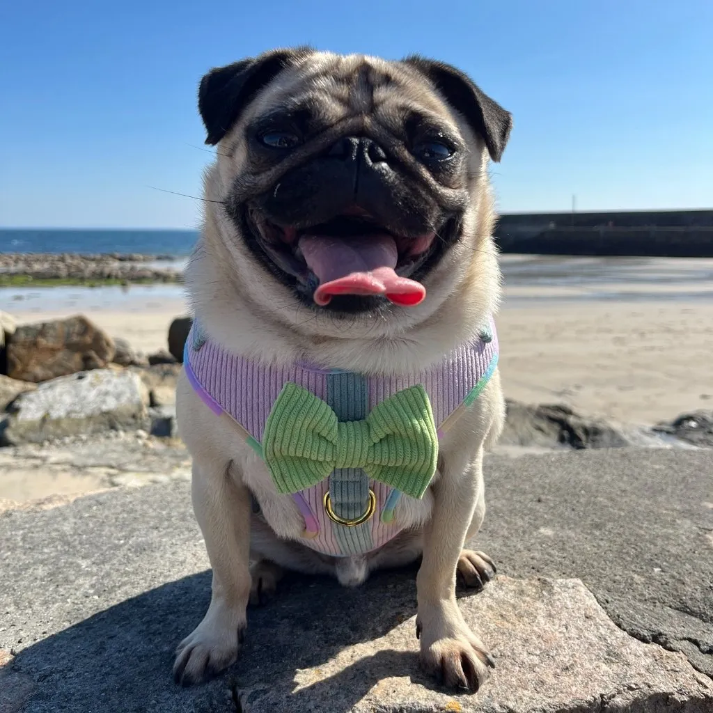Dog Adjustable Harness - Cotton Candy Corduroy