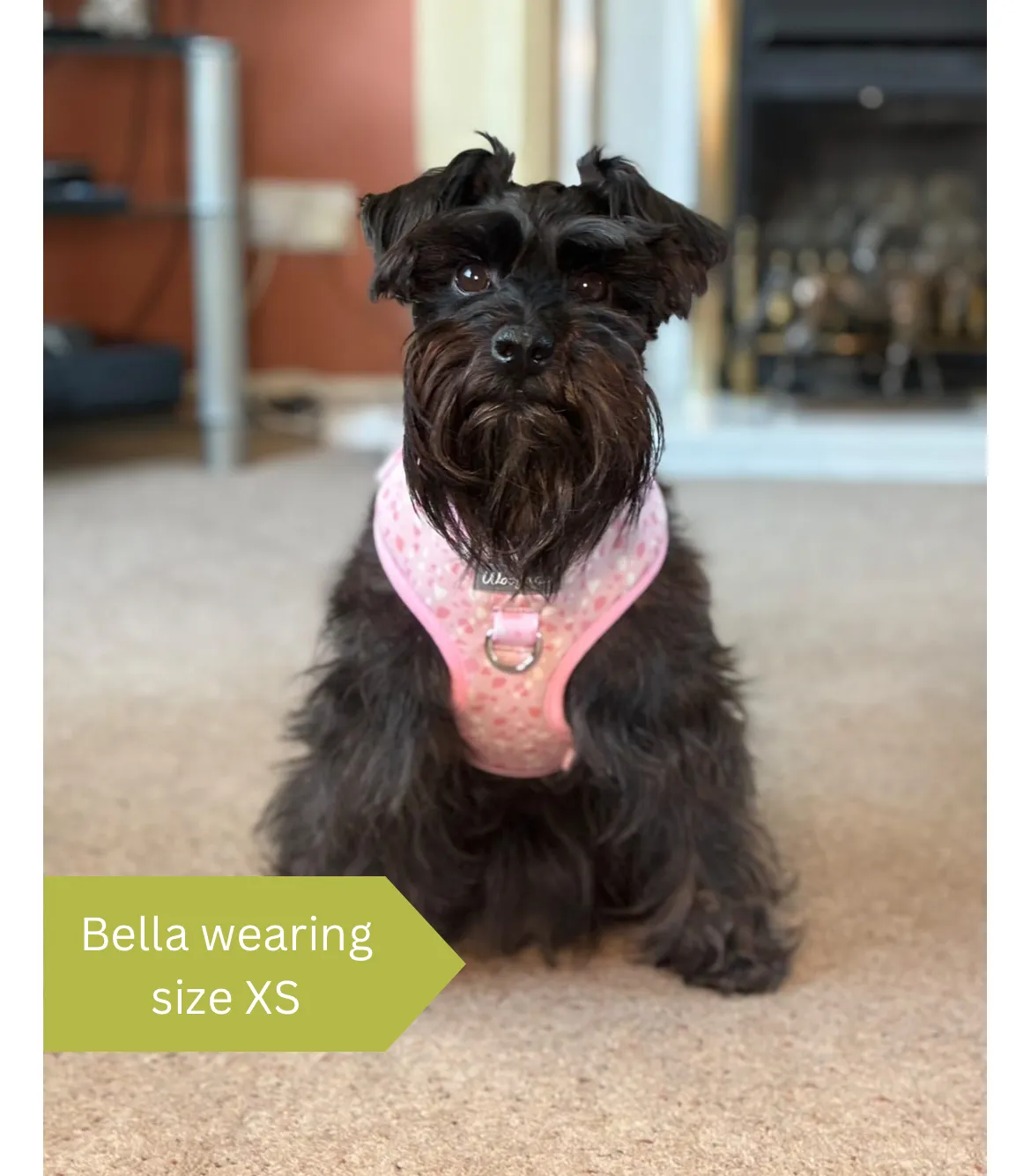 Dog harness, Dog collar and lead set | BUNDLE OF YOUR CHOICE | Blushing with Love