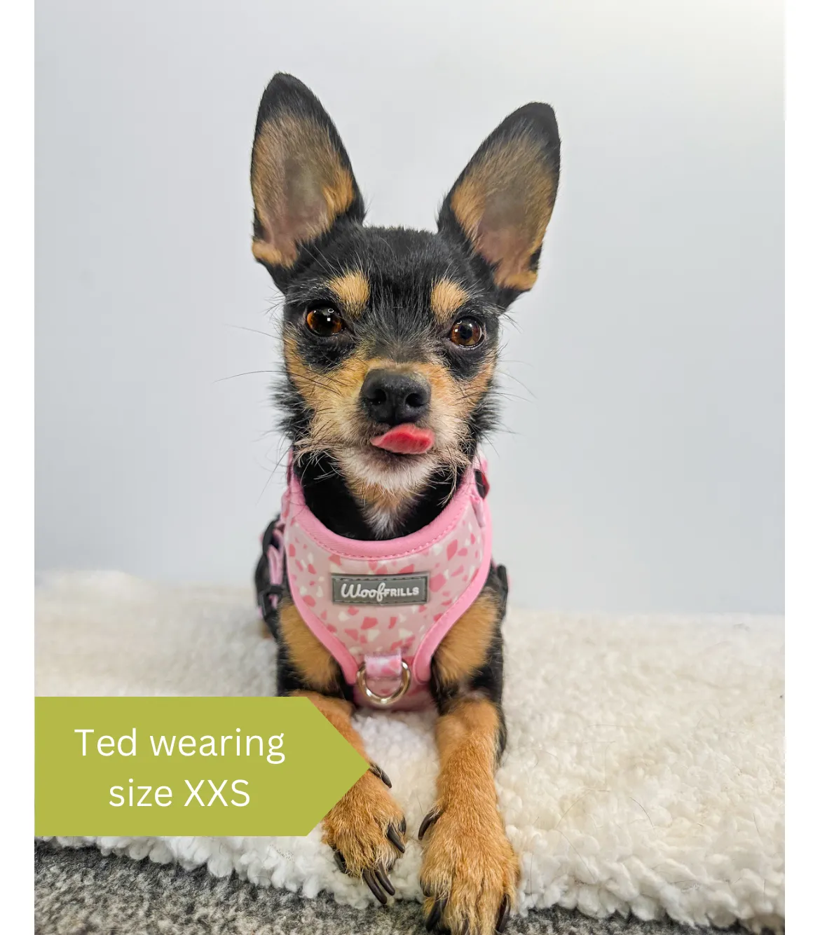 Dog harness, Dog collar and lead set | BUNDLE OF YOUR CHOICE | Blushing with Love