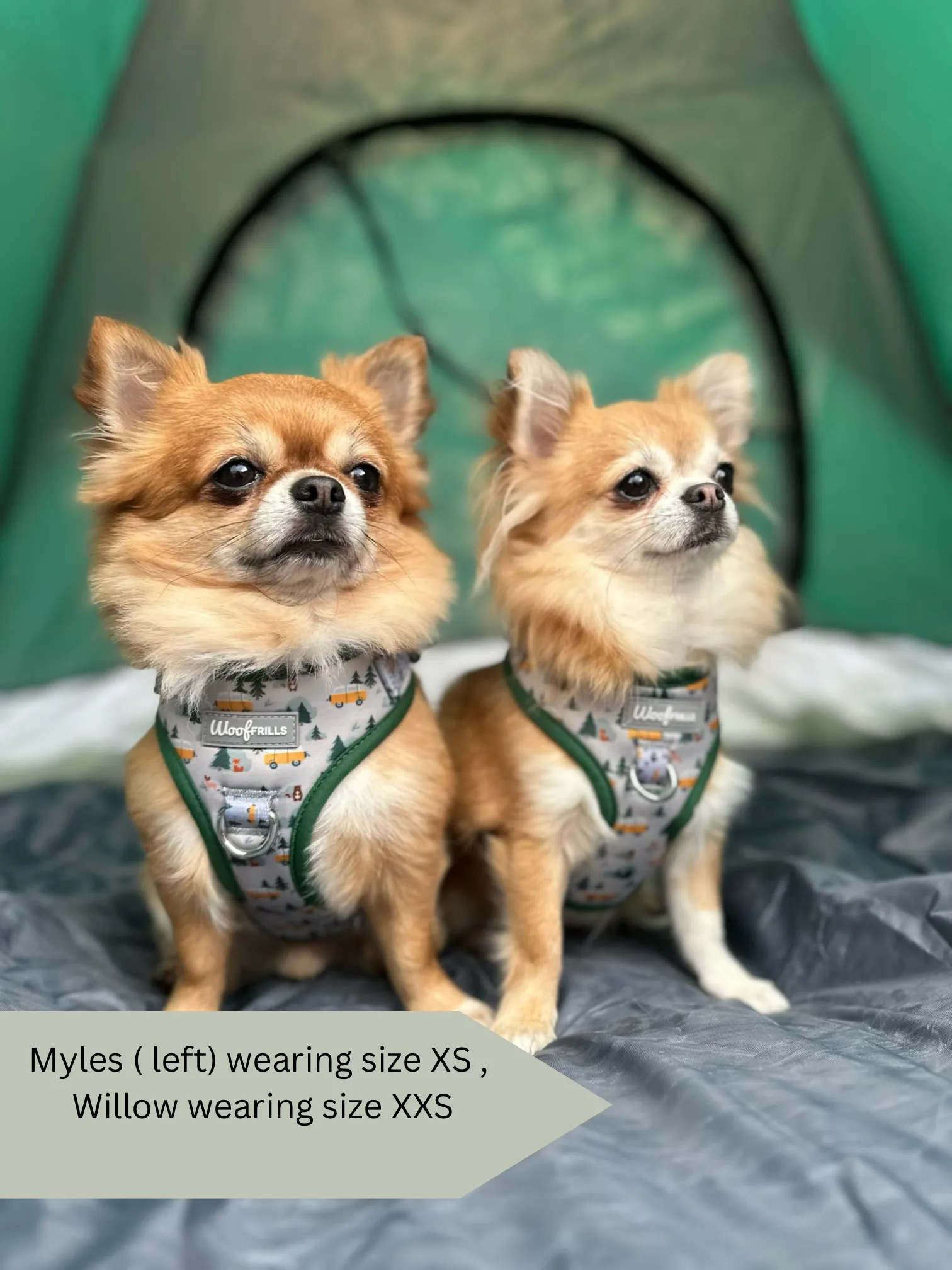 Dog Harness | Hey Ho, Let’s go