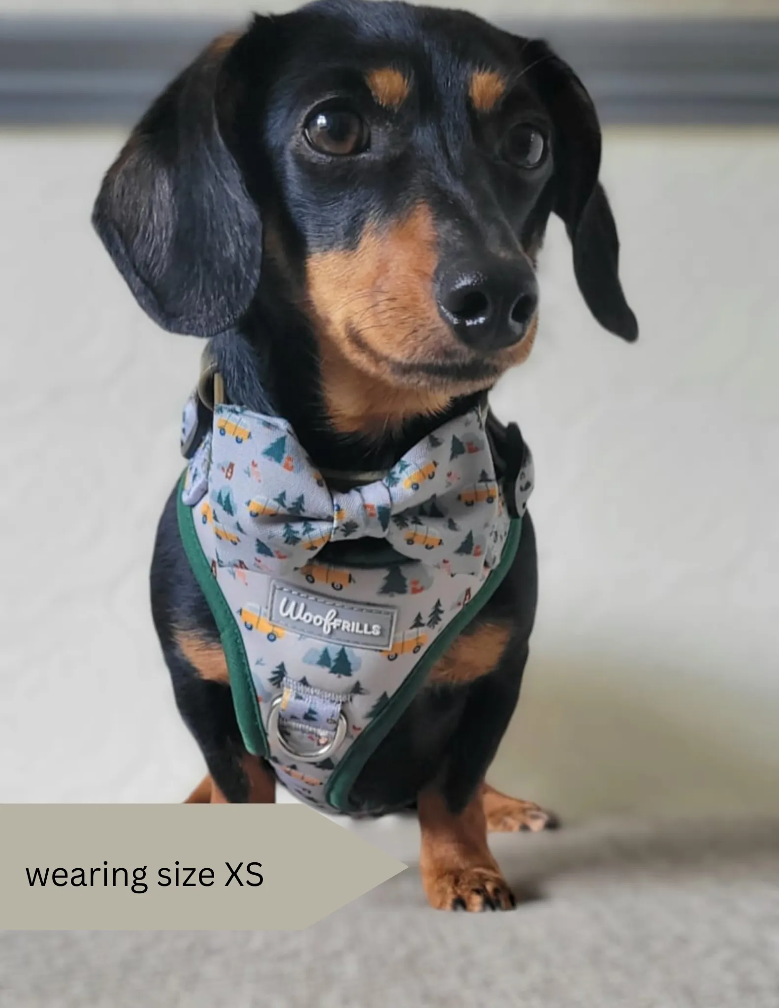 Dog Harness | Hey Ho, Let’s go