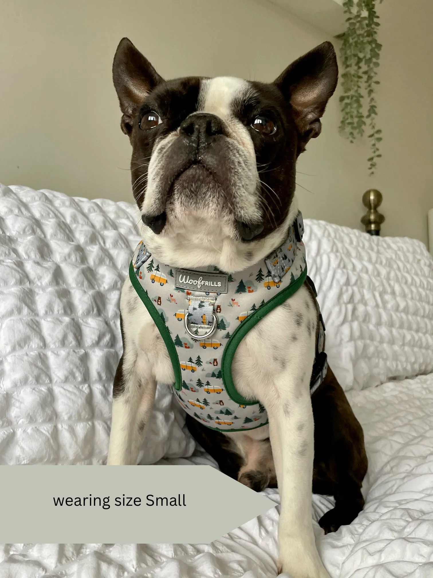 Dog Harness | Hey Ho, Let’s go