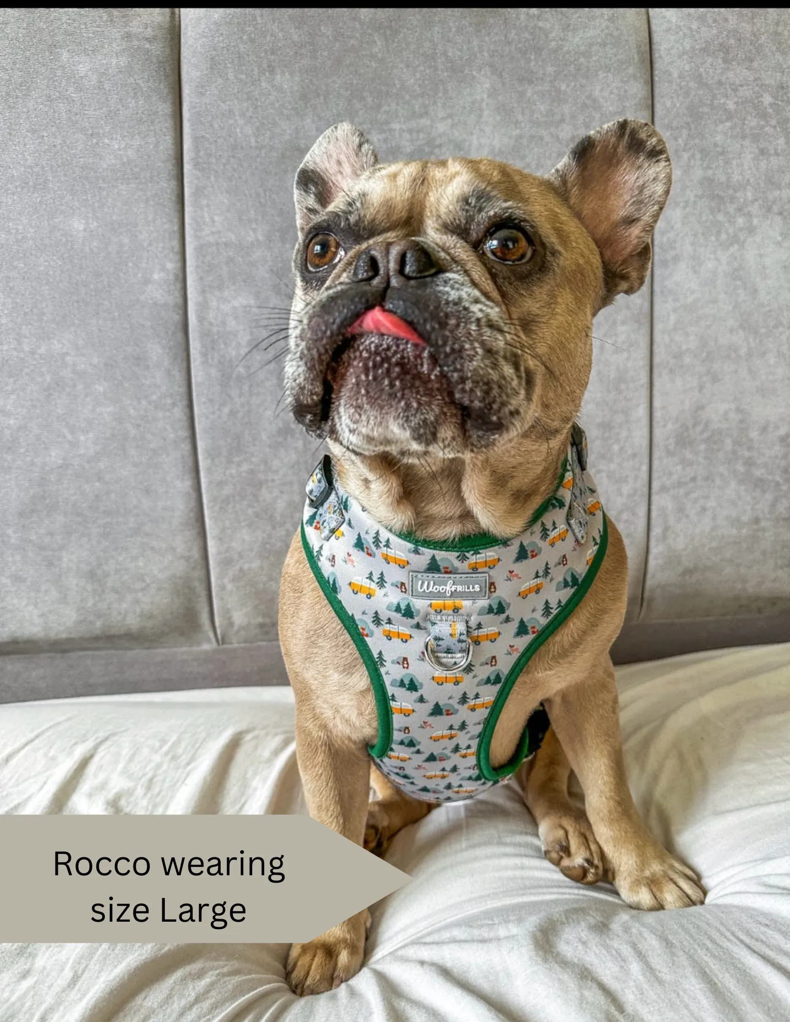 Dog Harness | Hey Ho, Let’s go