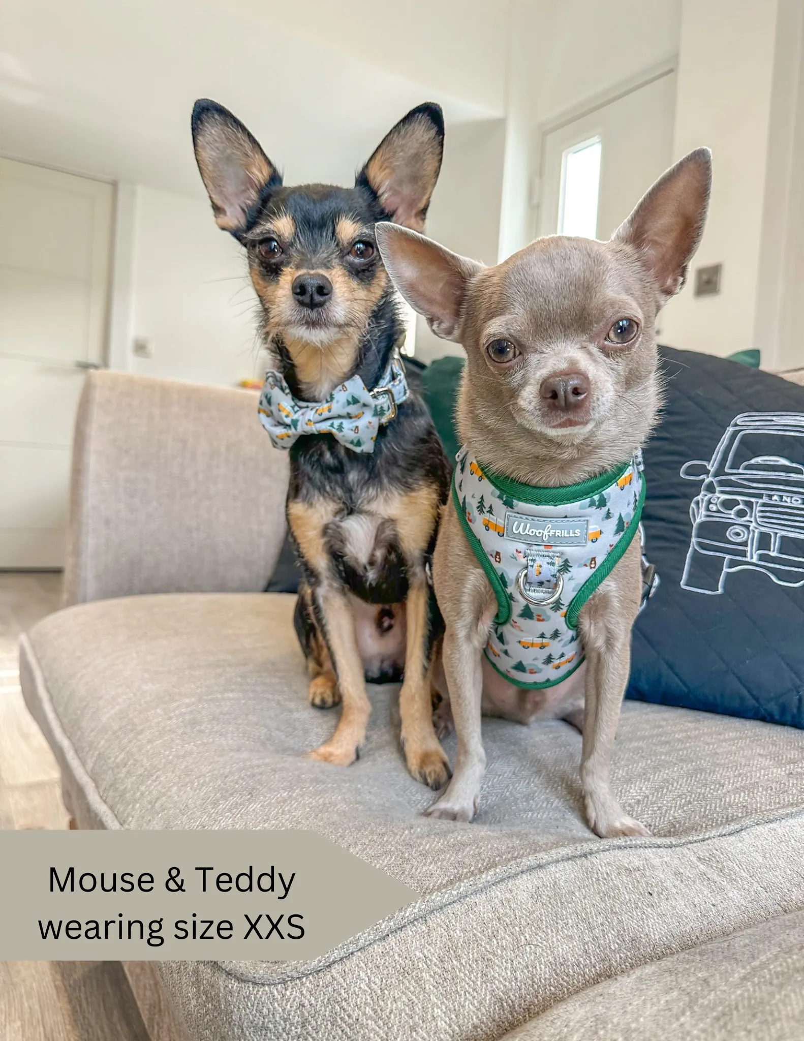 Dog Harness | Hey Ho, Let’s go