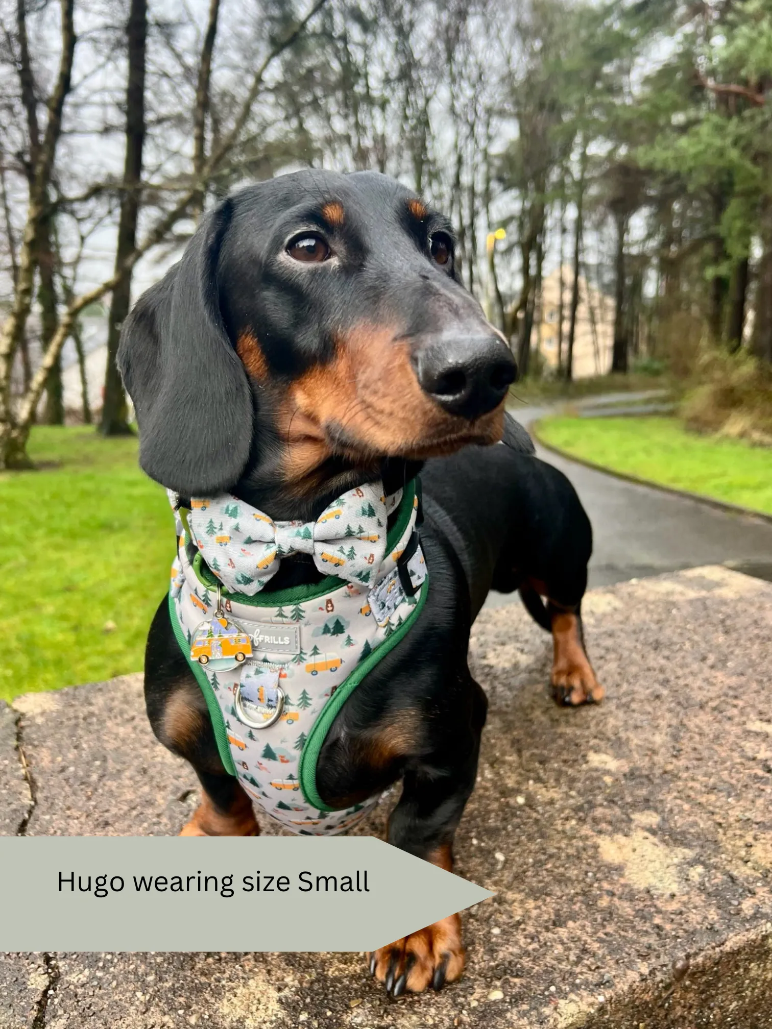 Dog Harness | Hey Ho, Let’s go