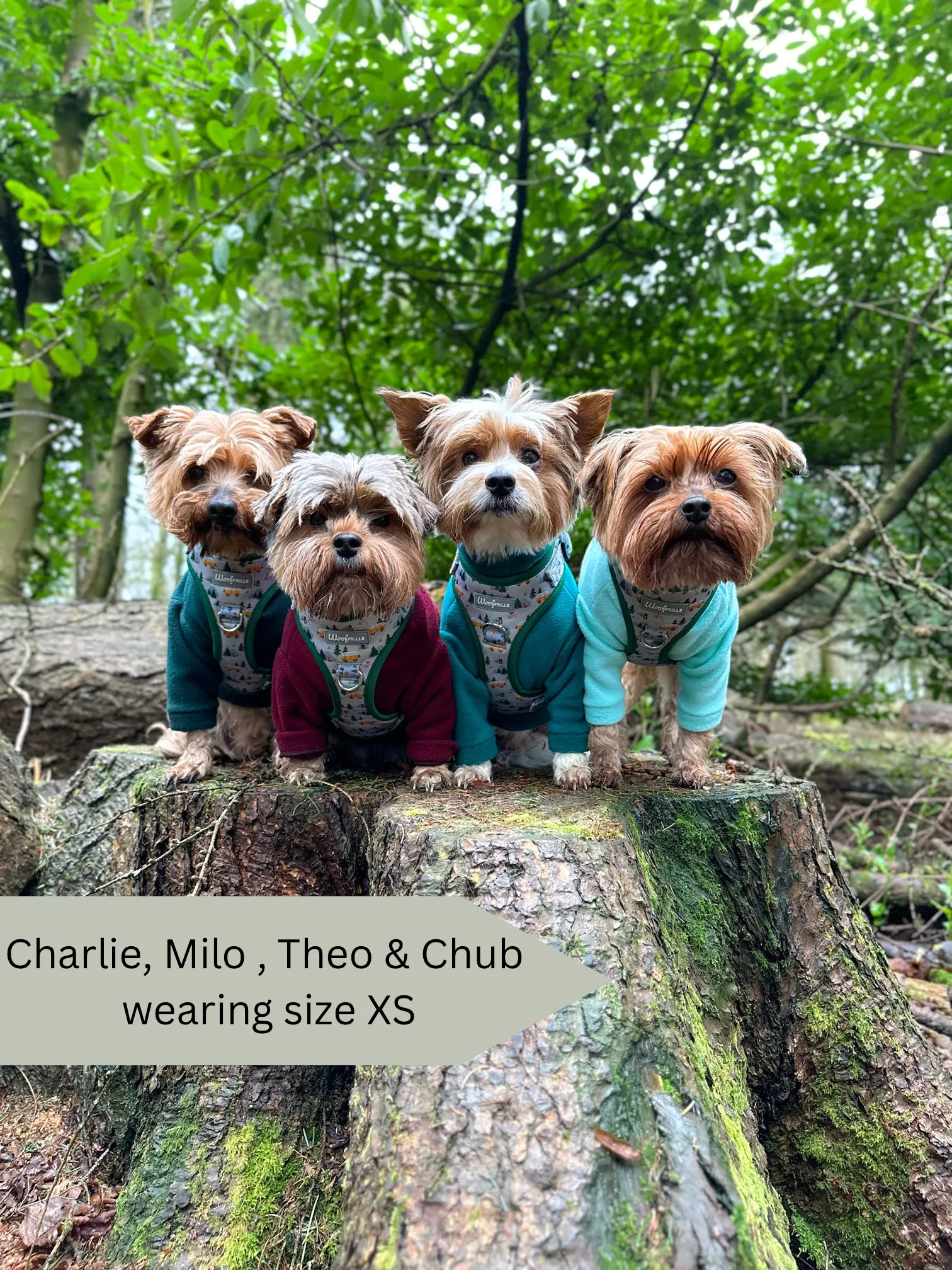Dog Harness | Hey Ho, Let’s go