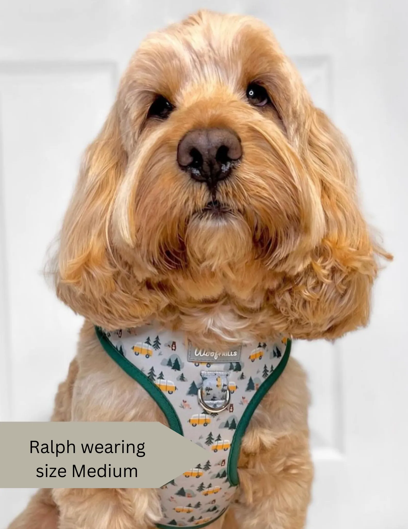 Dog Harness | Hey Ho, Let’s go
