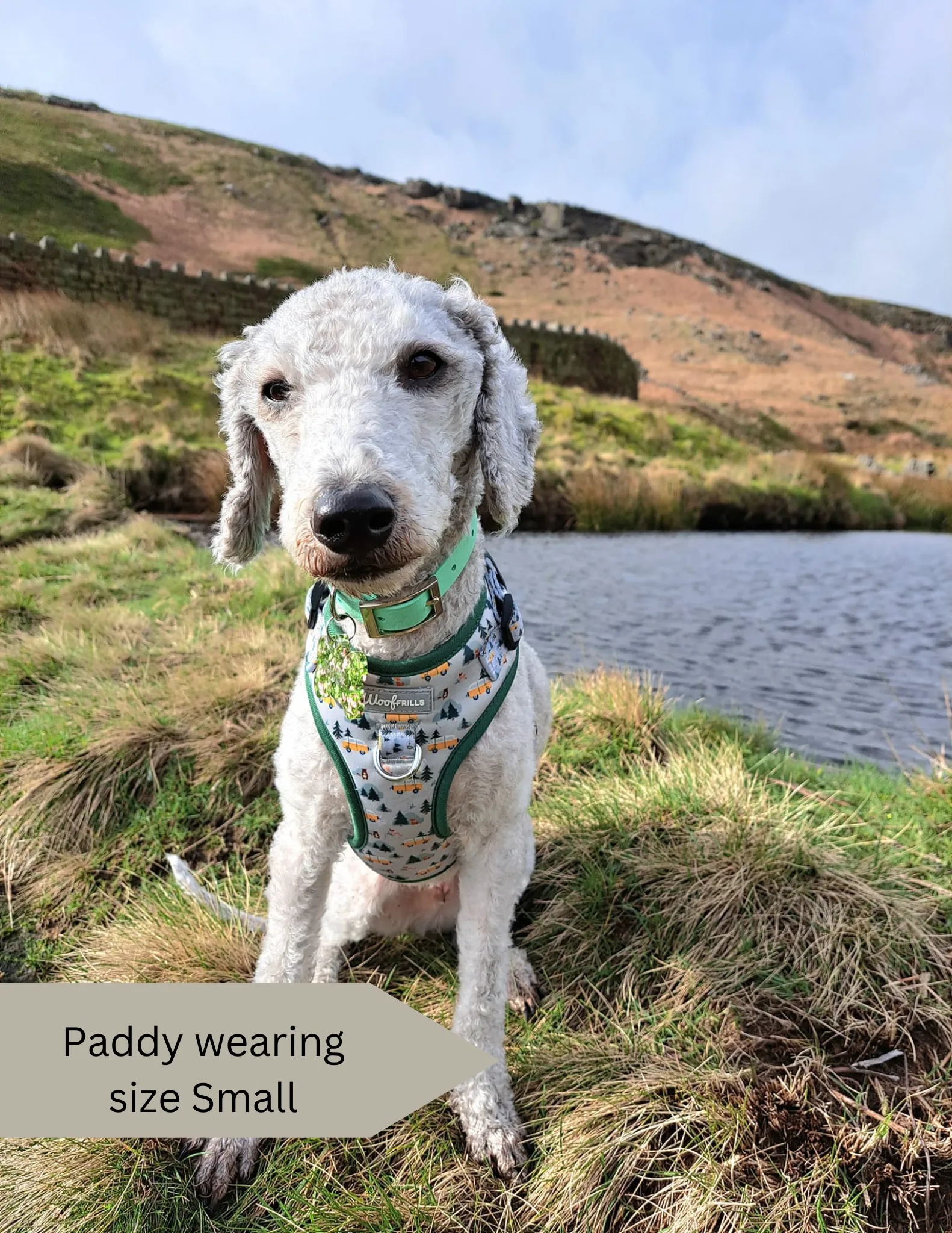 Dog Harness | Hey Ho, Let’s go