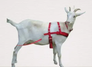 Goat Pulling Harness with Tugs Pulling Carts, Wagons Brush Work (Standard, Red)