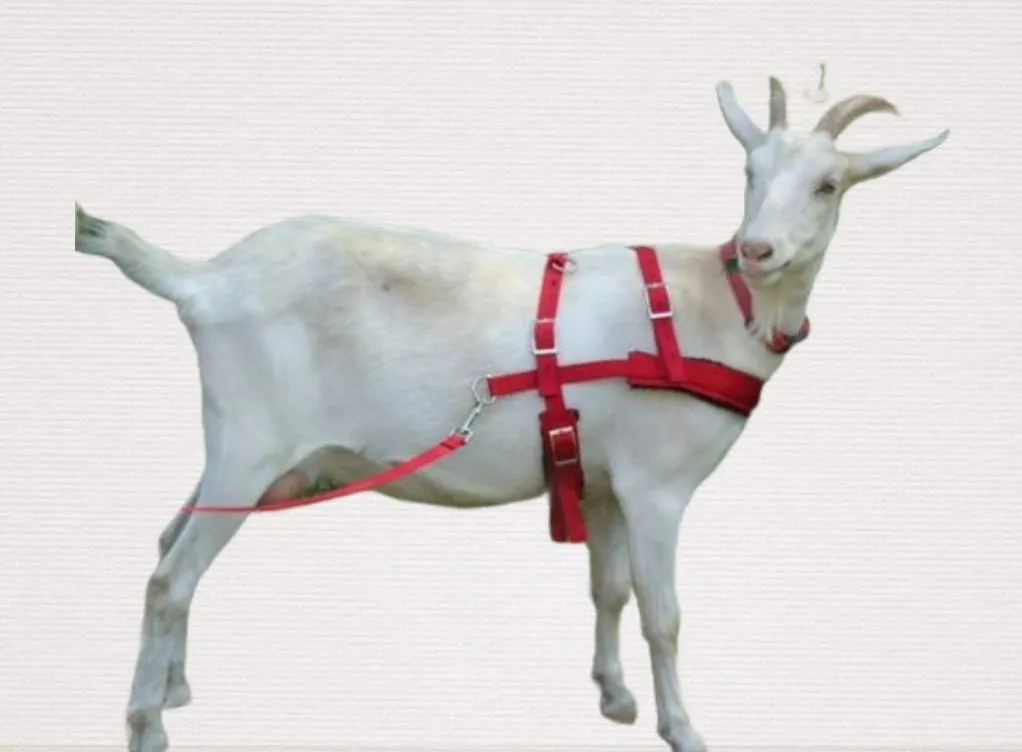 Goat Pulling Harness with Tugs Pulling Carts, Wagons Brush Work (Standard, Red)