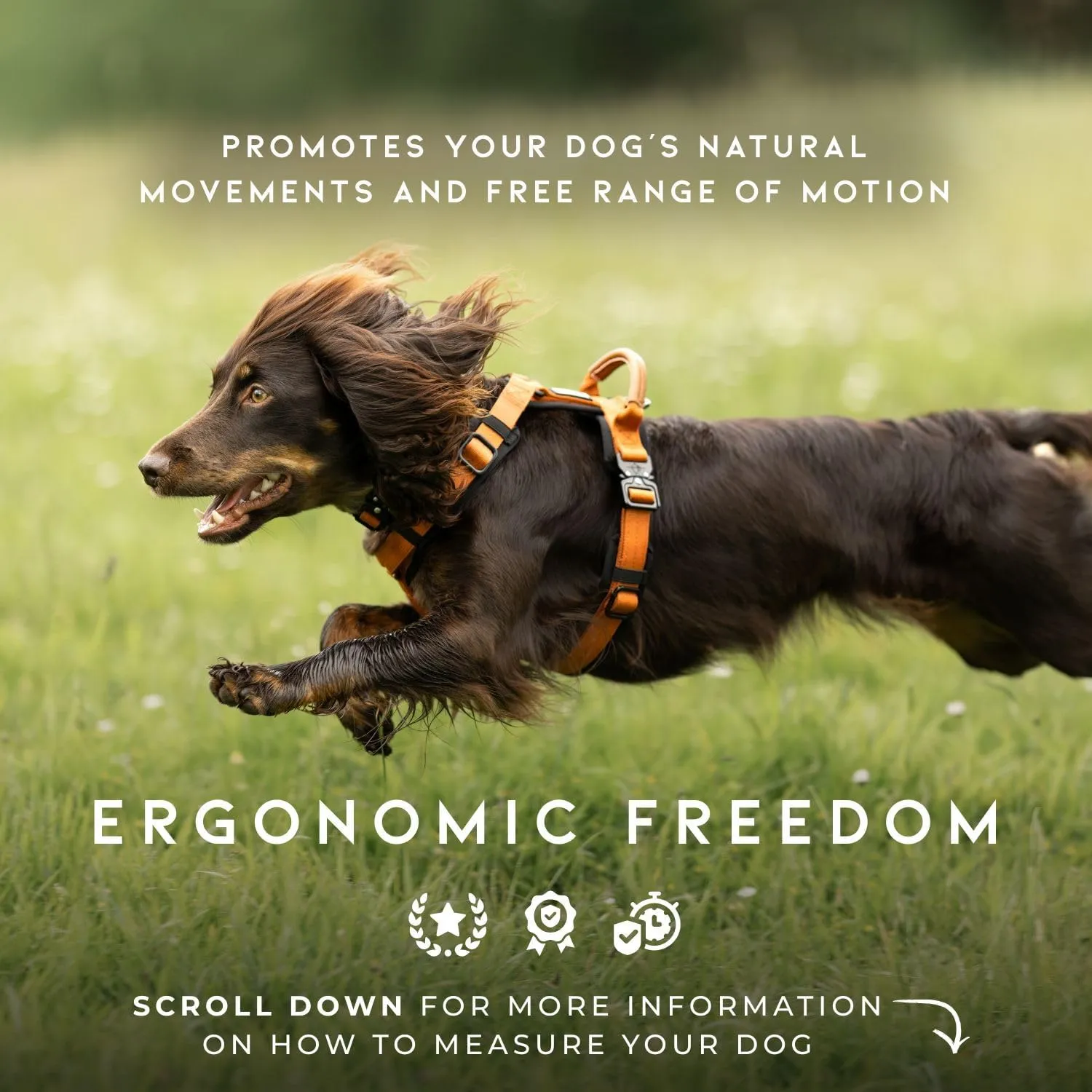 MADE TO ROAM Premium Explorer Harness - Y-Shaped Dog Harness with Adjustable Durable Nylon, Soft Padding, Metal Buckles and Leather Handle for Small, Medium, Large Dogs (California Horizon, Size 3)