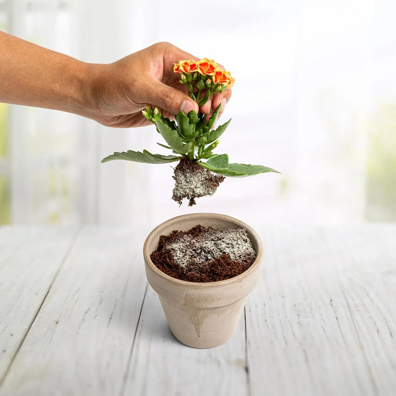 Myco Bliss Powder (1lb) - Mycorrhizal Fungi for Soil - 5 Strain Mycorrhizal Inoculant with 1000 Propagules Per Gram - Highly Concentrated Mycorrhizae for Plants, Potting Soil, & Garden Soil