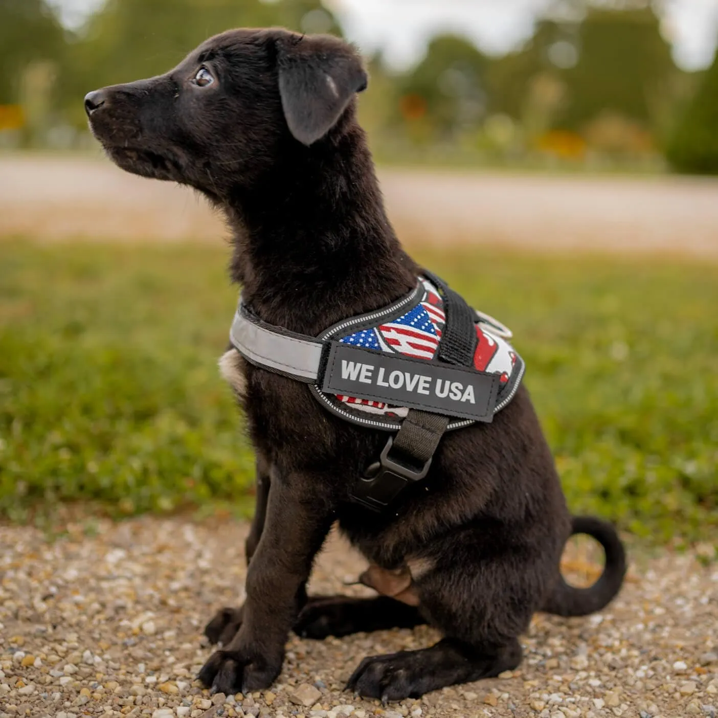 Personalized No-Pull Dog Harness with Name Patch, Adjustable, Reflective, Padded, Heavy Duty Pet Vest to Prevent Tugging, Pulling, or Choking, Training and Walking, Military Desert, XS