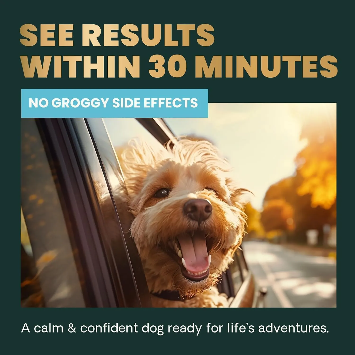 VETRISCIENCE Calm & Confident Chews, Composure Clinically Tested Calming & Anxiety Supplement for Dogs, Reduce Stress & Fear, Ideal for Thunderstorms, Fireworks & Travel, Chicken, 60 Count